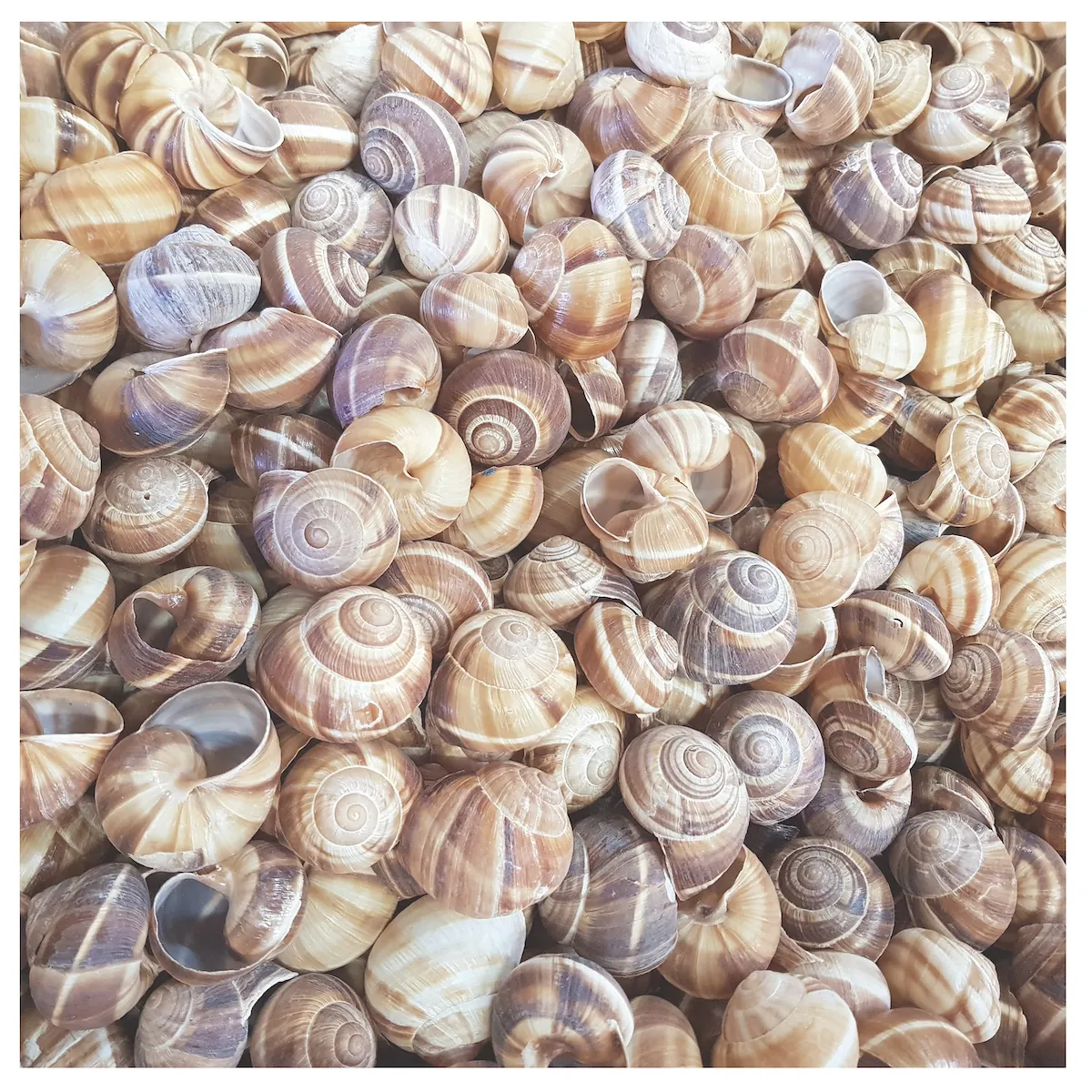 COQUILLES ESCARGOTS DE BOURGOGNE HELIX POMATIA N°10 GROS-VRAC (1440 COQUILLES)
