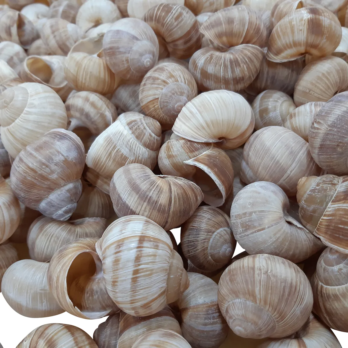 COQUILLES D'ESCARGOTS TRES GROS CARTON DE 1152